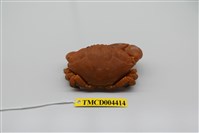 藏品(皺紋團扇蟹)的圖片